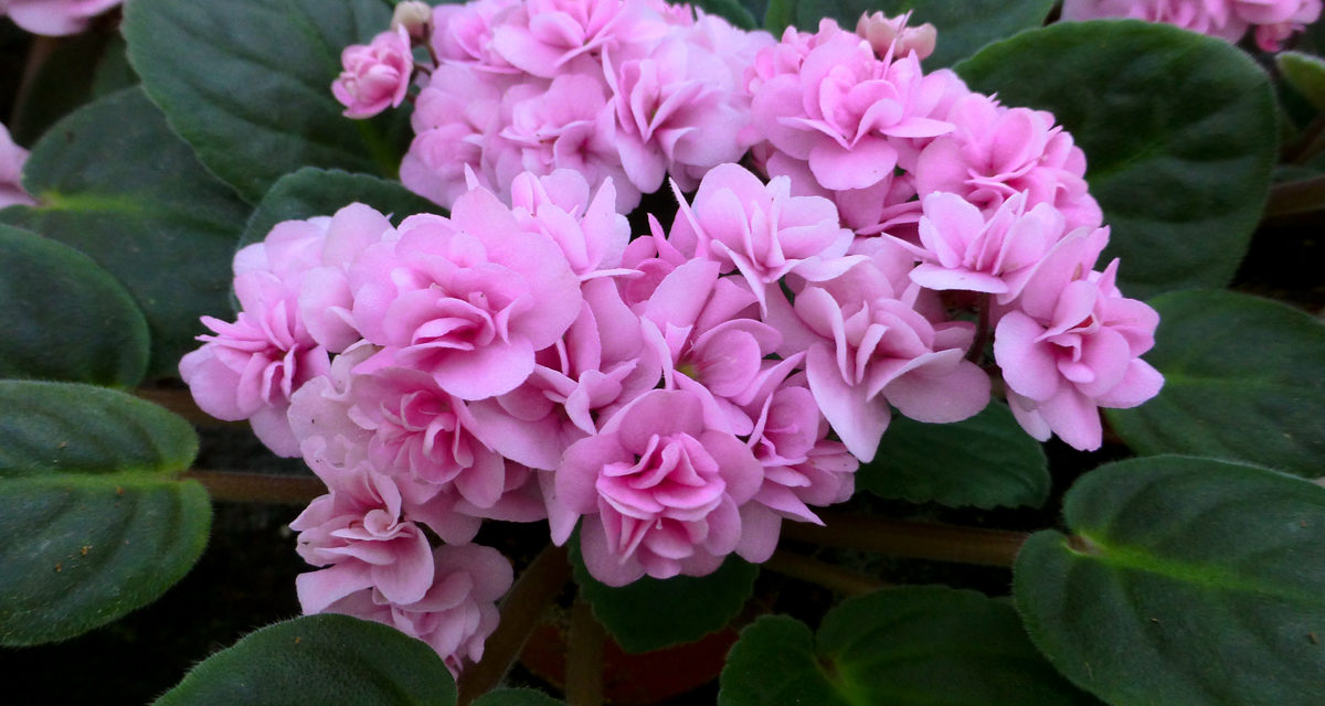 How to Care for African Violets Indoors & Outdoors