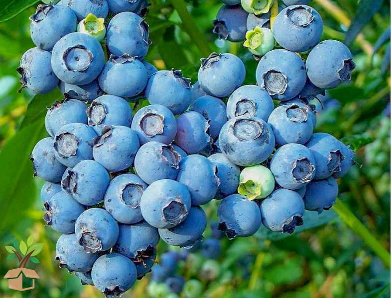 How to Grow a Huge Blueberry Harvest