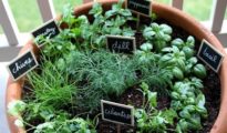 Herbs That Grow Together In a Pot