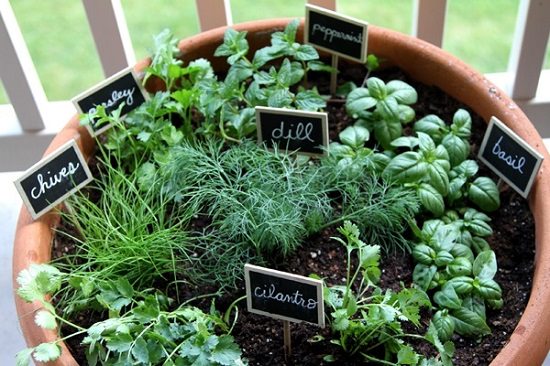 Herbs That Grow Together In a Pot