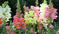 How to Grow Snapdragon Flowers: A Guide to Growing & Caring For Snapdragons