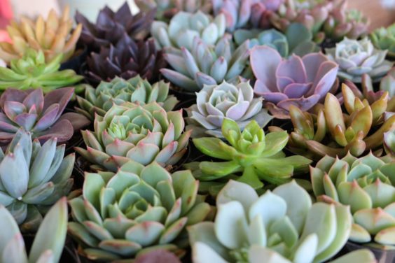 Caring for Succulents in Humid Climates: A Comprehensive Guide