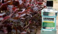 7 Ways to Use Listerine in the Garden