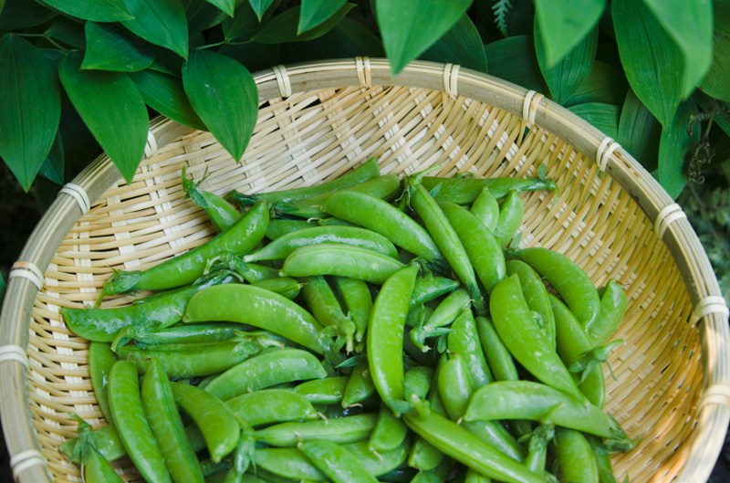 Tips for Growing Peas