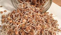 How to Sprout Lentils Indoors