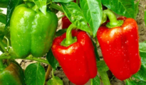 5 Tips For Growing Bell Peppers: A Guide to Growing Big, Beautiful Bell Peppers