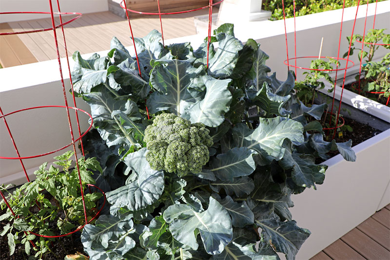 How to Grow Broccoli in Pots