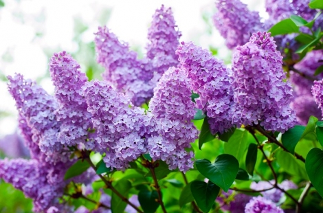 Must Know Tips for Growing Lilacs