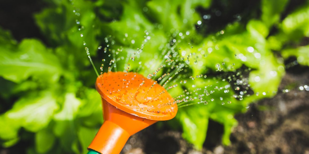 Tips for Watering Indoor Plants