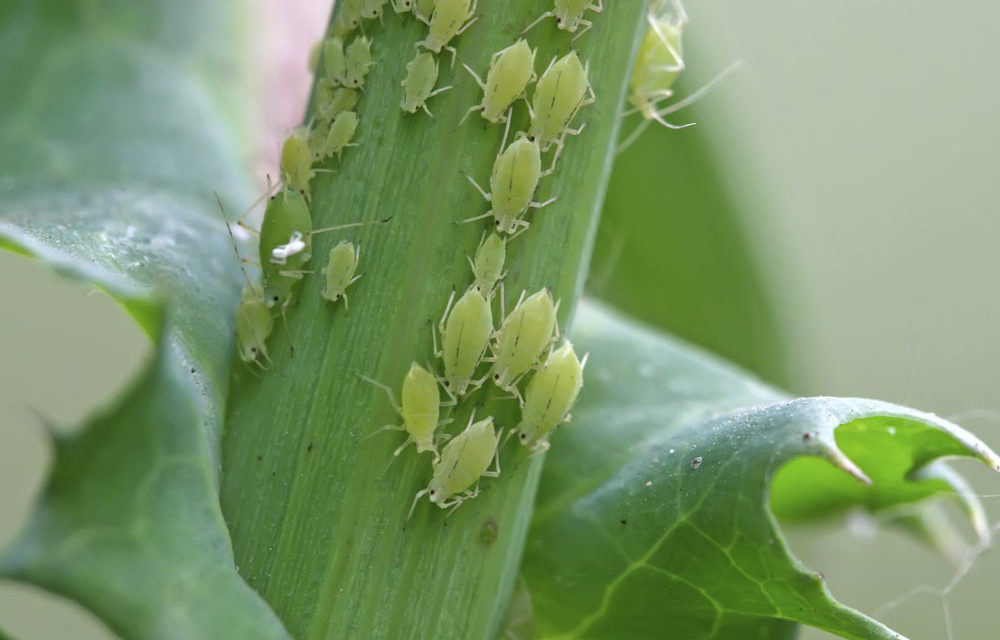 5 Common Garden Pests and How to Get Rid of Them Naturally