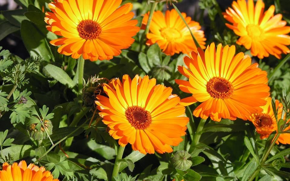 6 Vegetable Garden Flowers You Can Grow