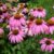 A Comprehensive Guide to Growing Echinacea: Unleashing the Power of the Purple Coneflower
