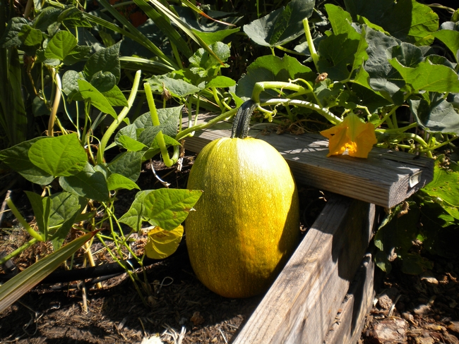 Growing Spaghetti Squash: What You Need to Know
