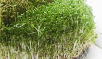 How to Grow Broccoli Sprouts at Home