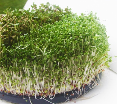 How to Grow Broccoli Sprouts at Home