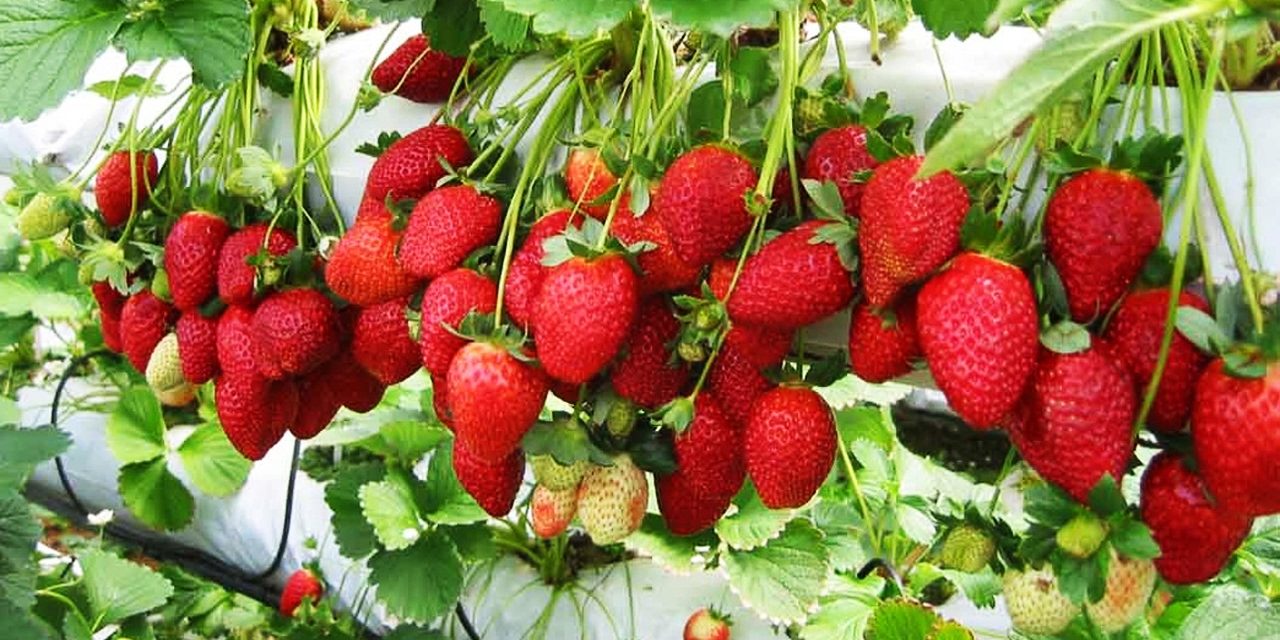 How to Grow A Lot of Strawberries