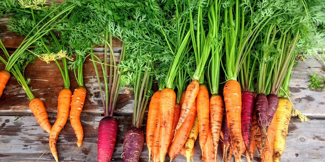 Carrot Varieties: What Are the Most Popular Varieties of Carrot?