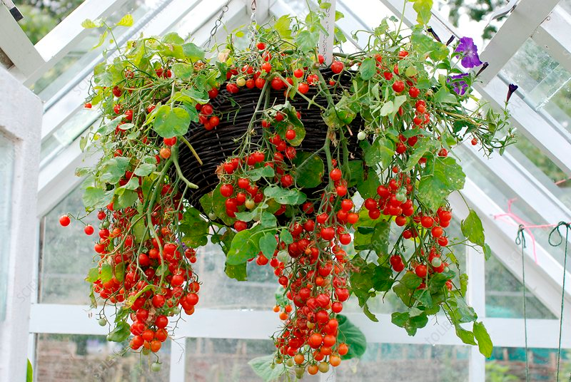 How to Grow Hanging Tomato Plants