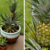 How to Grow A Pineapple In Your Home or Garden