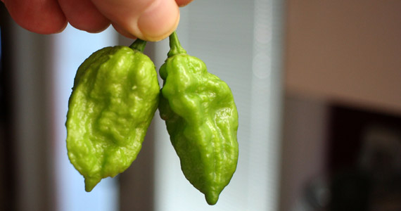 How to Grow Ghost Peppers Indoors