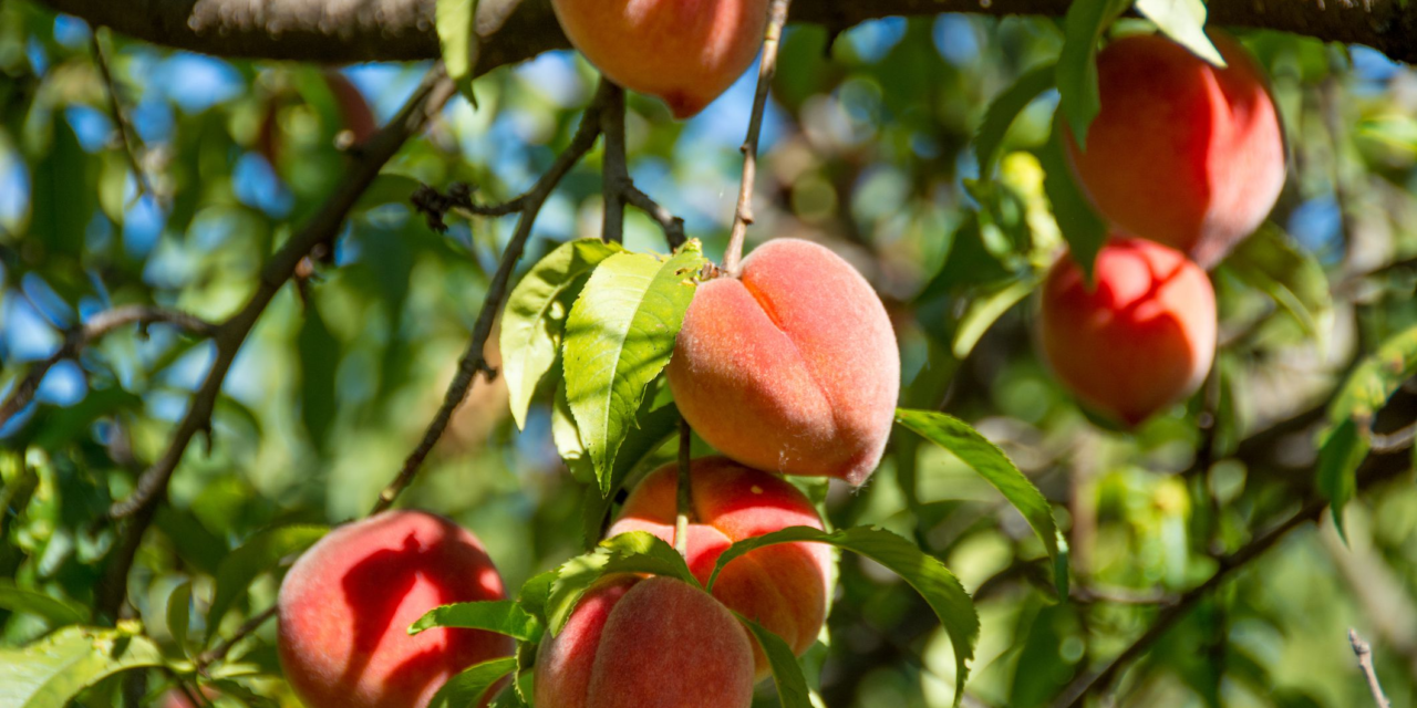 4 Low Maintenance Fruit Trees Anyone Can Grow