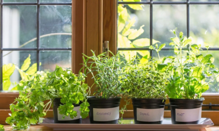 9 Easiest Herbs to Grow Indoors