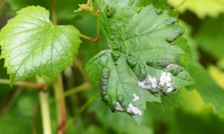 How to Get Rid of Powdery Mildew