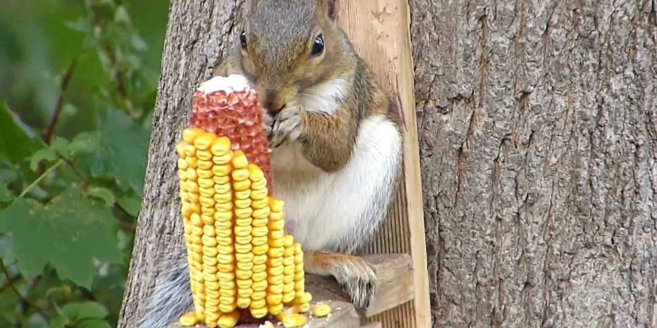How to Keep Squirrels from Eating your Corn