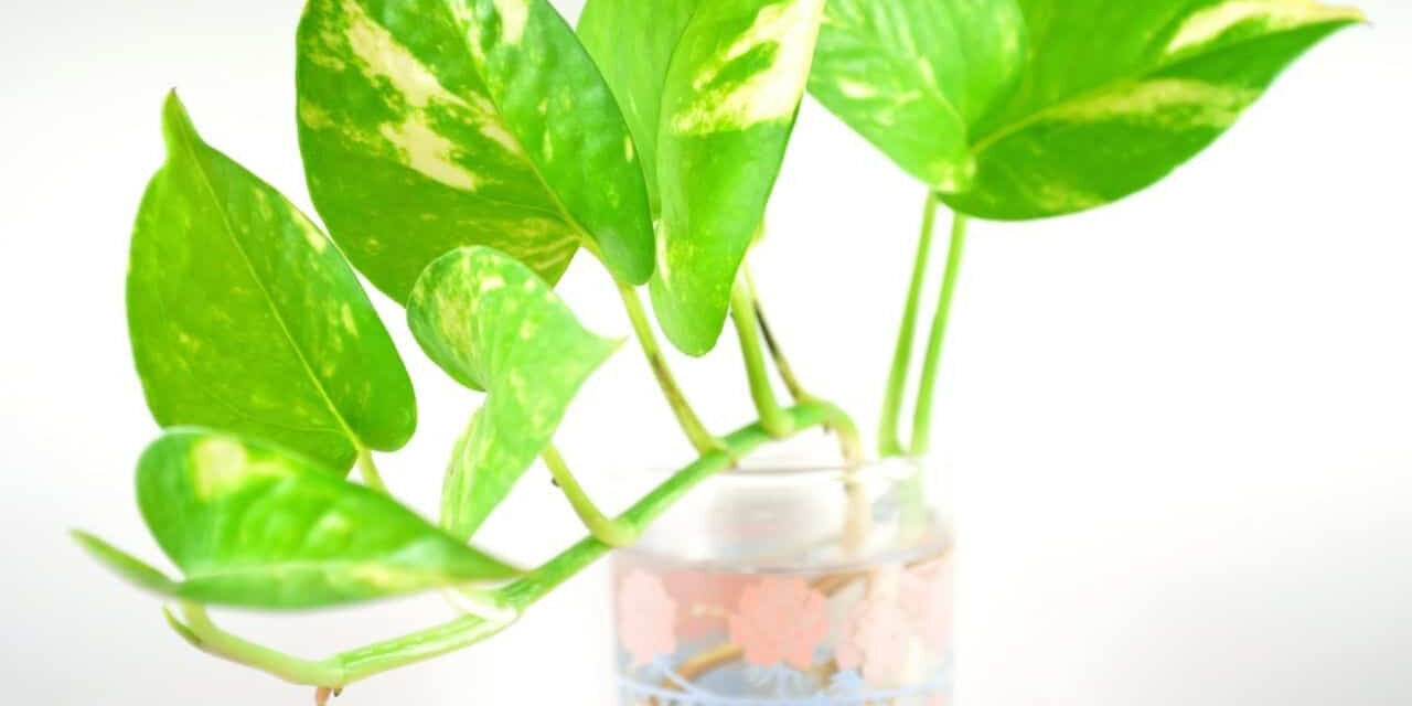 How to Make Pothos Grow Faster