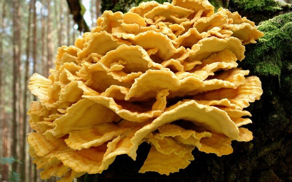 How to Grow Chicken of the Woods Mushrooms at Home