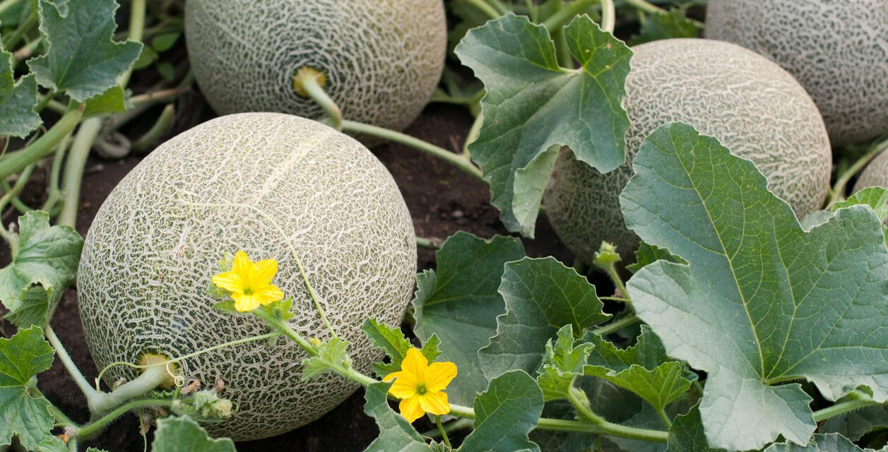 How to Grow Honeydew Melon in Your Garden