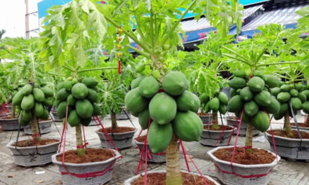 How to Grow Papaya in Pots