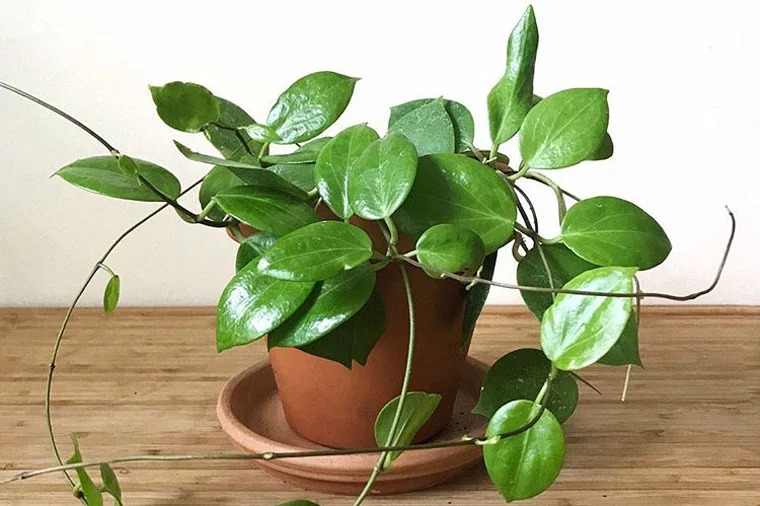 20 Winter Indoor Plants to Bring Into Your Home