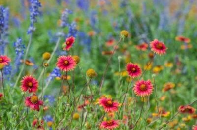 How to Grow Wildflowers in Your Garden