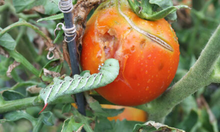 What is a Tomato Hornworm and How Does it Affect Your Crops?