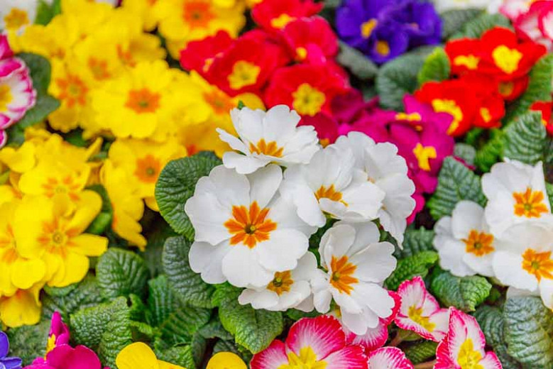 How to Grow Primroses in the Spring: A Comprehensive Guide to Growing Primroses