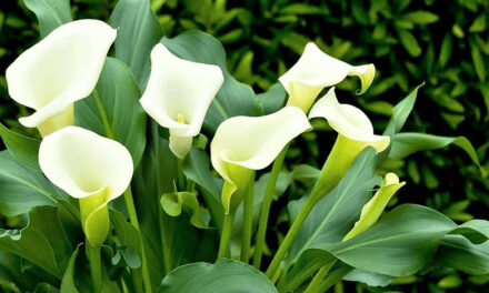 The Ultimate Guide: Caring for Calla Lilies – Tips and Tricks