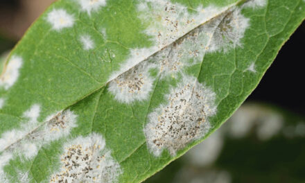 White Leaf Spot Problems: Understanding the Issue and Effective Prevention