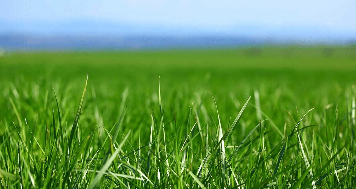 A Guide to Achieving Greener and Healthier Grass: Unveiling the Secrets to Lush