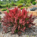Comprehensive Guide on Growing Barberry Plants: Nature’s Vibrant Ornamental Delight