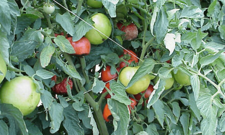 Heat Stress on Vegetables: How to Protect Your Crops in Hot Weather