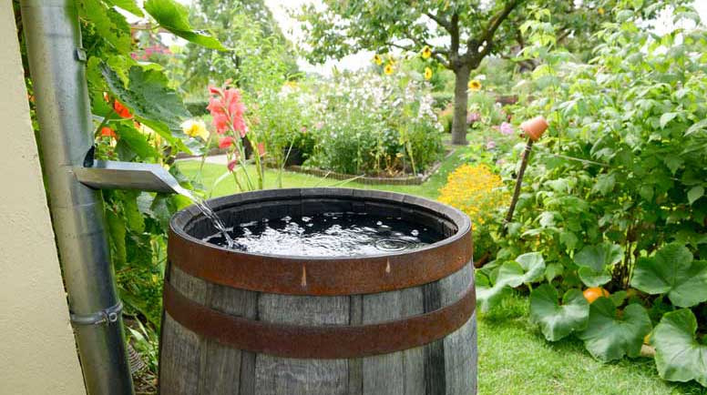 Collecting and Using Rainwater in Your Garden: Tips and Techniques