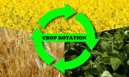 Understanding and Implementing Crop Rotation for Soil Health